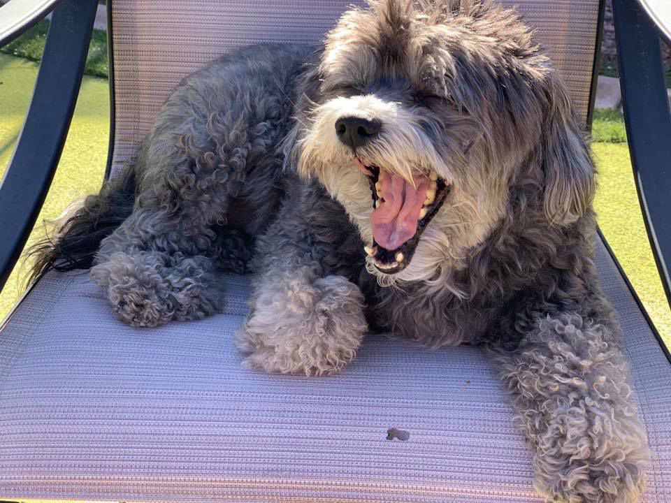 Readers pet photos